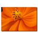 Orange Flower by Kurt Shaffer, Canvas Art - 18" x 24"