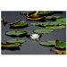 White lily by Kurt Shaffer, Canvas Art - 24" x 32"
