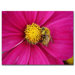 Cosmos Bee by Kurt Shaffer, Canvas Art - 35" x 47"