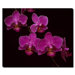 Four Flowers by Kurt Shaffer, Canvas Art - 24" x 32"