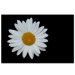 Daisy on Black by Kurt Shaffer, Canvas Art - 16" x 24"