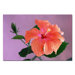 Peach Hibiscus by Kurt Shaffer, Canvas Art - 16" x 24"