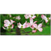 Dogwood Flora by Kurt Shaffer, Canvas Art - 10" x 24"