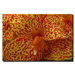 Cosmic Canna by Kurt Shaffer, Canvas Art - 18" x 24"