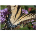 Mariposa by Kurt Shaffer, Canvas Art - 24" x 32"