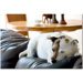 Jack Russel by Gifty Idea Greeting Cards And Such, Canvas Art - 16" x 24"