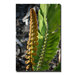 New Palm by Patty Tuggle, Canvas Art - 24" x 16"