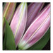 Lily by Aiana, Canvas Art - 24" x 24"