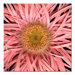 Pink Spider by Aiana, Canvas Art - 24" x 24"