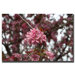 Pink Bloom by Cary Hahn Canvas Art