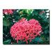 Flowers of the Keys I by David Canvas Art