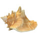 Squeeki Shell Dog Chew Toy