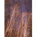 Winter Aspens Wall Art
