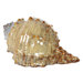 Ceramic Sea Shell Statue