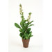 Silk Lythrum Bush in Speckled Pot (Set of 2)