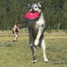 Hover Craft Flying Disc Dog Toy