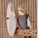 Medium Bulk Cuttlebone