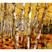 Aspen Grove Gallery Wrap Canvas