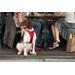 Tru-Fit Smart Dog Harness in Red