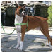 Eco Easy Walk Dog Harness and Leash