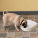 5-Meal Feeder