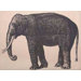 Elephant Placemat