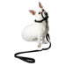 Dog Halter in Black