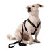 Aspen Pets Adjustable Reflective Dog Collar