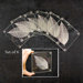 Tuftop Silver Leaf on Clear Coasters (Set of 6)