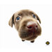 CleanScreen Cloth - Chocolate Lab