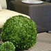 Preserved Boxwoods Large Preserved Greens Ball