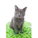 Title Track Round Cat Duvet