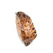 Banana Leaf Wall Sconce with Chocolate Tiger Shell