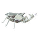 Rhino Beetle