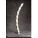 Cobra Floor Lamp in Aluminum