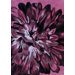 Modella Tuscano Aubergine Rug