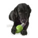 Orbee Tuff Bulb Dog Toy with Treat Spot in Green