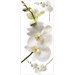 White Orchid Peel and Stick Wall Decal