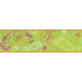 Paisley Border in Lime