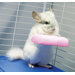 Lava Ledge Attachment Chinchilla Habitat