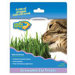Kitty Cat Grass
