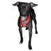 Racing Team Mesh Dog Harness Vest