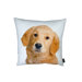Golden Retriever Pillow