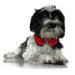 Formal Dog Bow Tie and Collar