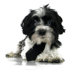 Formal Dog Necktie and Collar