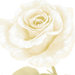 White Rose Wall Art (Set of 2)