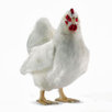 Hen Stuffed Animal in White