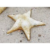 Animals Starfish Pacific Statue