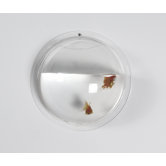 Hemisphere Fish Bowl in Clear