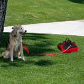 Dog Leash with Paw Anchor